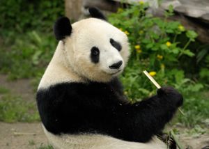 panda, Vídeň, ZOO